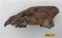 鬣狗頭部藏品圖，第2張